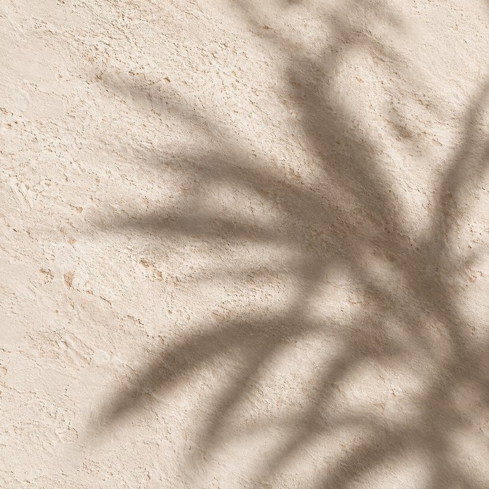 Palm shadow across a plaster wall